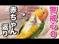 3歳なのに赤ちゃん返りが止まらないインコがこちらです…【シロハラインコ】