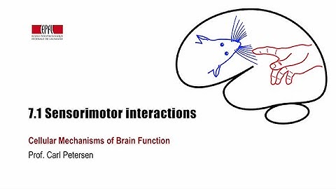 7.1 Sensorimotor interactions
