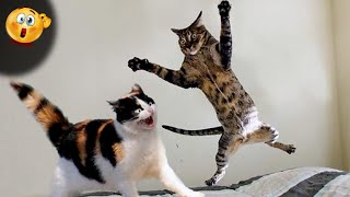 Cat compilation for laughter and adrenaline by Animals Fun Time 7,083 views 2 months ago 12 minutes, 41 seconds