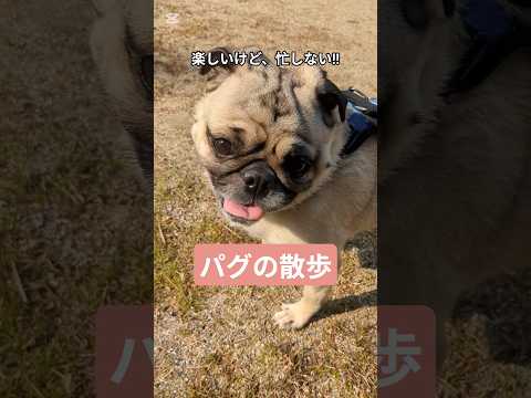 出た、パグ走り！犬の散歩は、楽しくて忙しない。#shorts #パグ #pug #散歩 #癒し #犬のいる暮らし