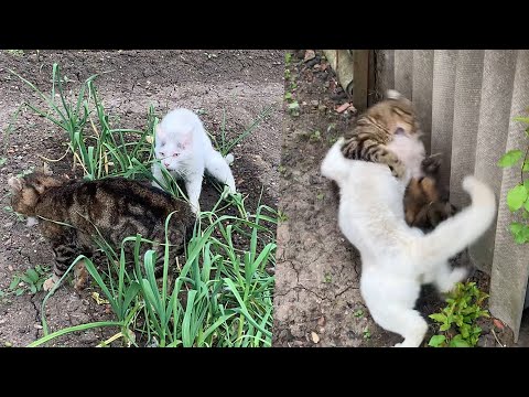 Those 2 Cats Fighting so Bad