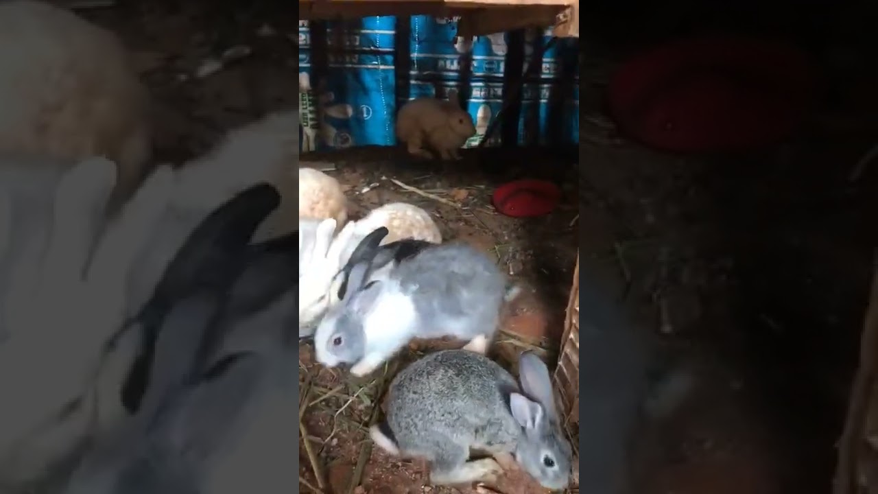 Exotic Gaint Breed of Rabbits