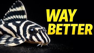 10 Plecos That Stay Small Stop Buying Commons
