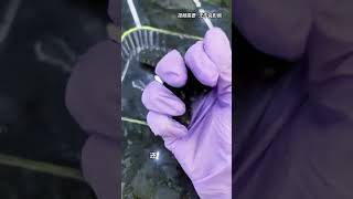 模具海参#科普 #百科密码#funny