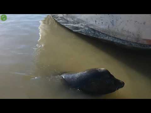 Video: De Zeeleeuw Sleept Meisje In Het Water Na Wordt Geplaagd