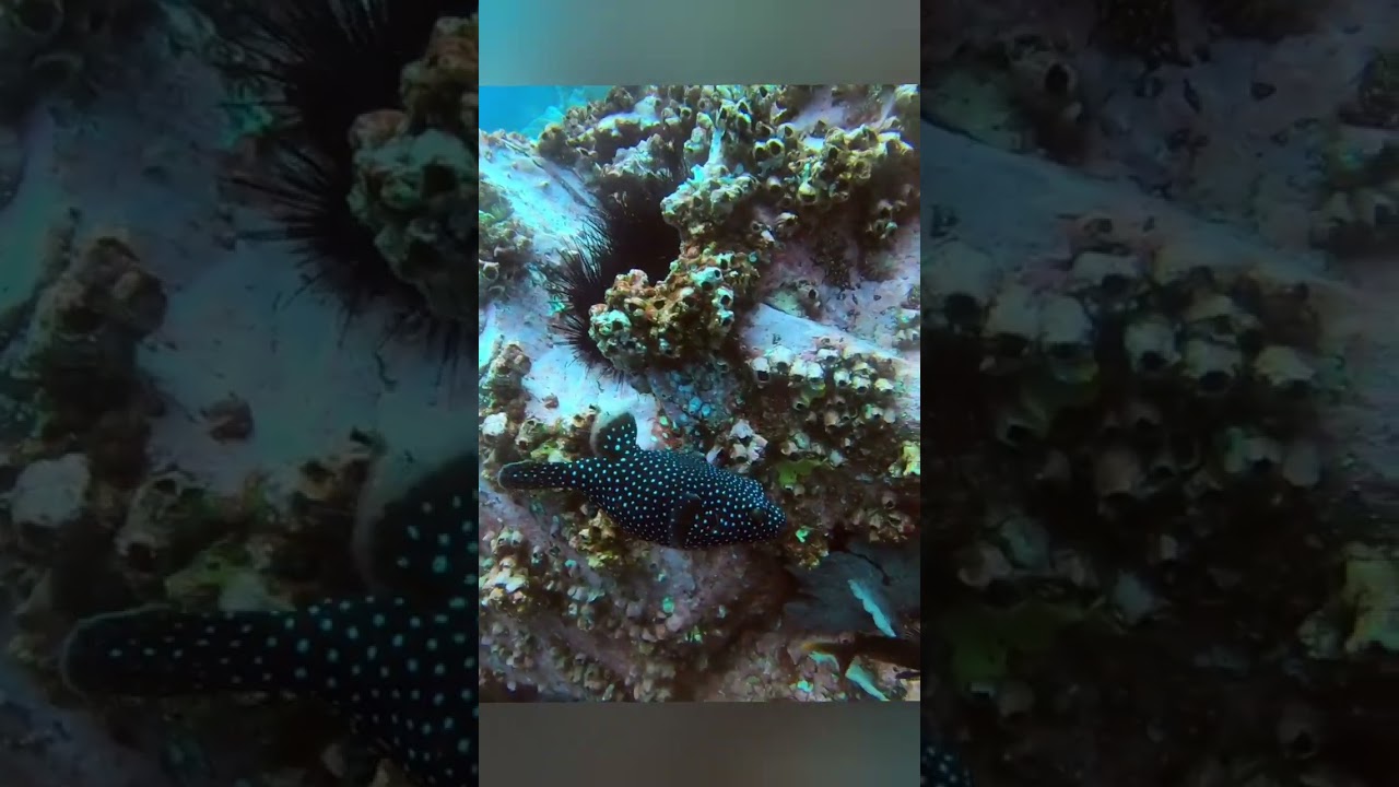 Black White Spotted Pufferfish