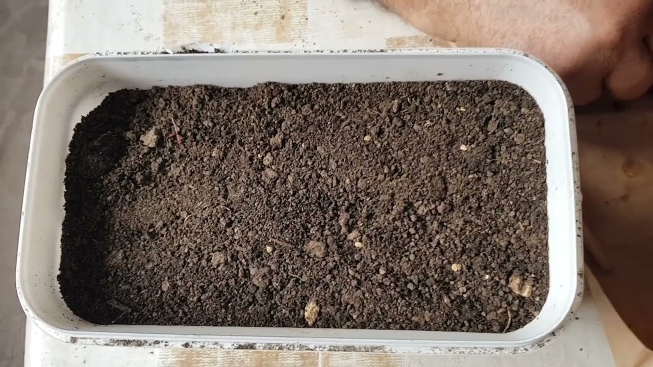 🍅ОТГЛЕЖДАНЕ НА РАЗСАД ДОМАТИ ЗА РАННО ПРОИЗВОДСТВО/ПРИГОТВЯМЕ ХРАНАТА ЗА КОКОШКИТЕ В ДОМАШНИ УСЛОВИЯ