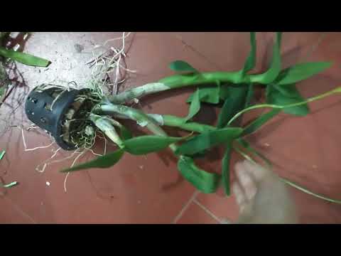 Video trưa 17/11_0392598516_hạc vĩ lữ bố,ha oai,vũ nữ,van... - youtube