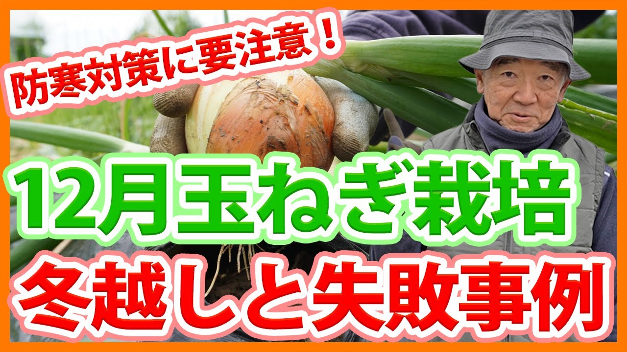 Failure patterns for overwintering onions in home gardens and