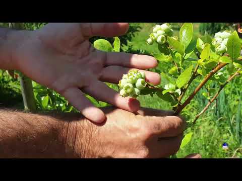 Video: Fără flori pe afine: ce să faci pentru un tuf de afine care nu înflorește sau nu fructifică