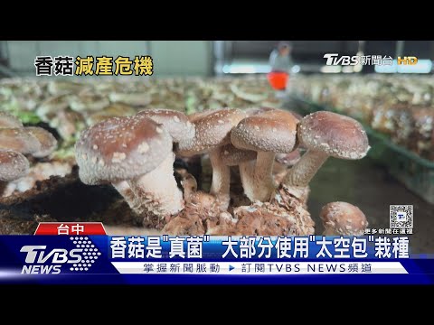 要吃要快! 台灣香菇面臨「減產危機」 菇農憂無菇可採｜十點不一樣20240502@TVBSNEWS01