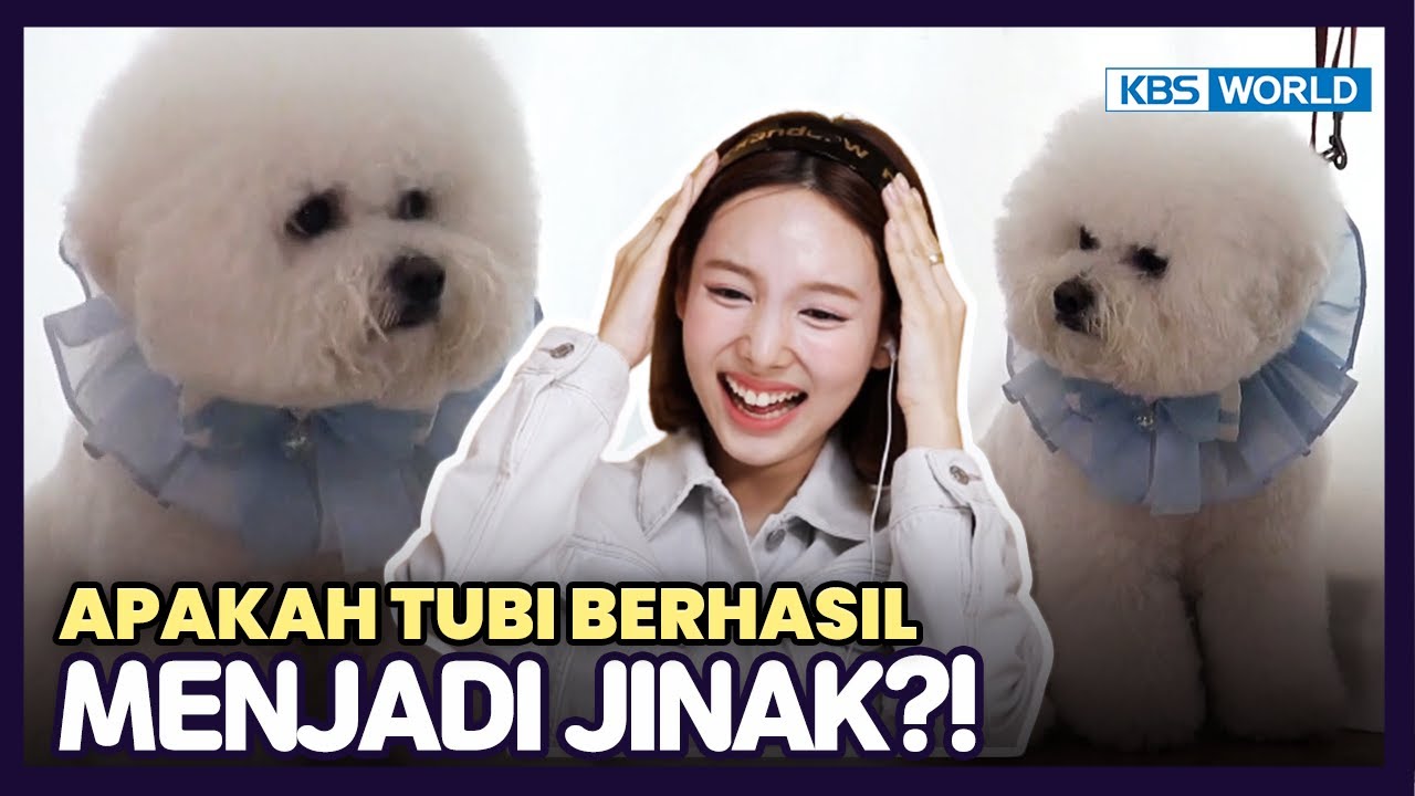 [IND/ENG] Selesai dilatih, ada perubahan pada TUBI? 🐾  | Dogs are incredible | KBS WORLD TV 200624