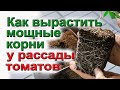 МОЩНОЕ развитие корневой системы рассады томатов.