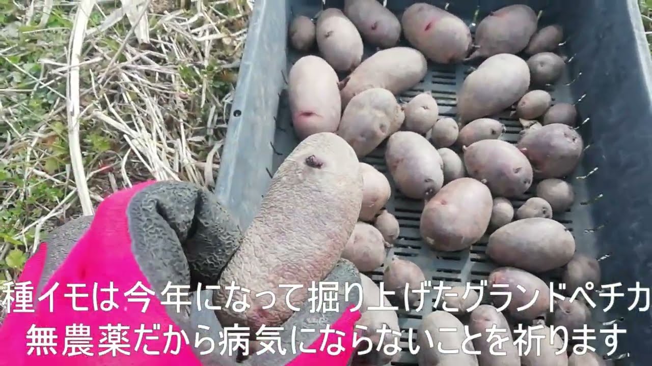 ジャガイモ定植　黒マルチなし