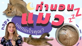 ท่านอนแมวมีความหมายอะไรซ่อนอยู่? 6 ท่านอนที่ทาสต้องรู้เพื่ออัพเวล | Cat Sleep Postures You Must Know