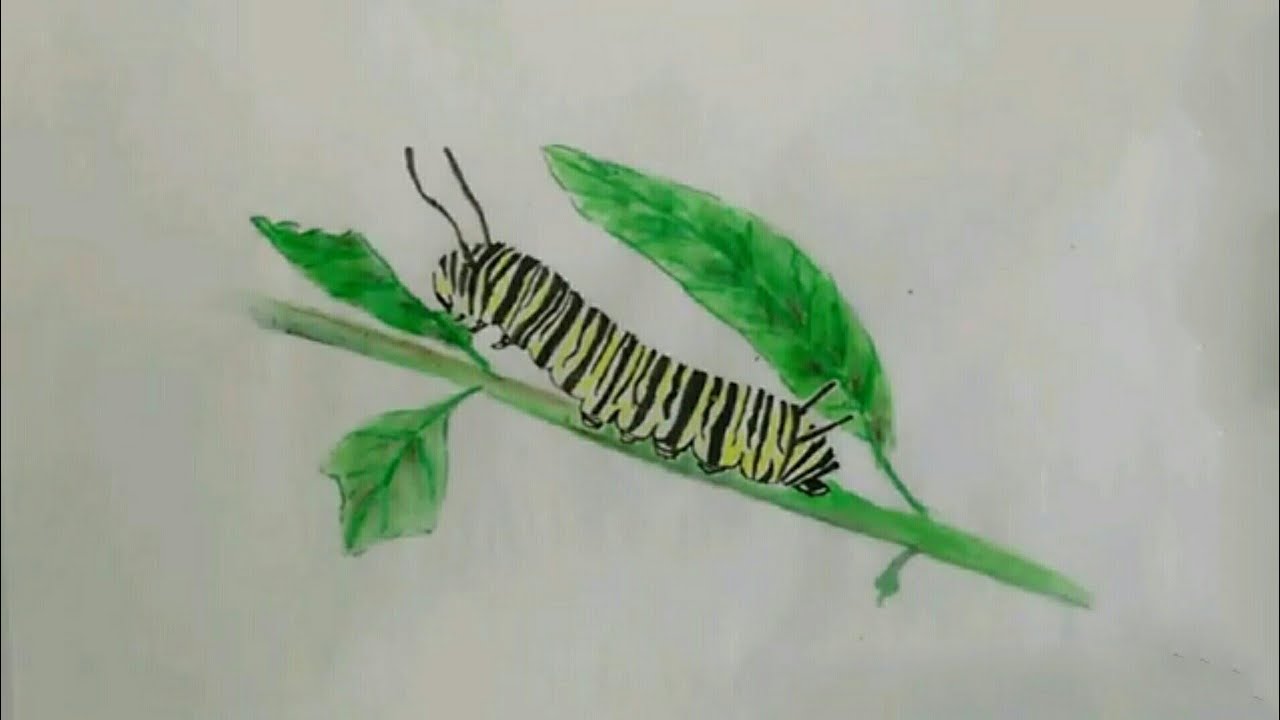 Painting a caterpillar YouTube