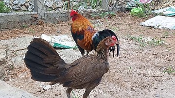 Mus ncig saib qaib dib zoo nkauj nyob zos ພູຊ້າງຄຳ