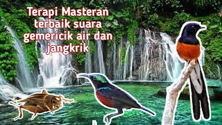 Masteran terbaik konin murai batu suara jangkrik gemericik air bagus untuk terapi