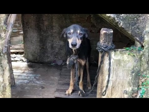 Chained for 7 years with a short rope, he cried when he was bathed for the first time
