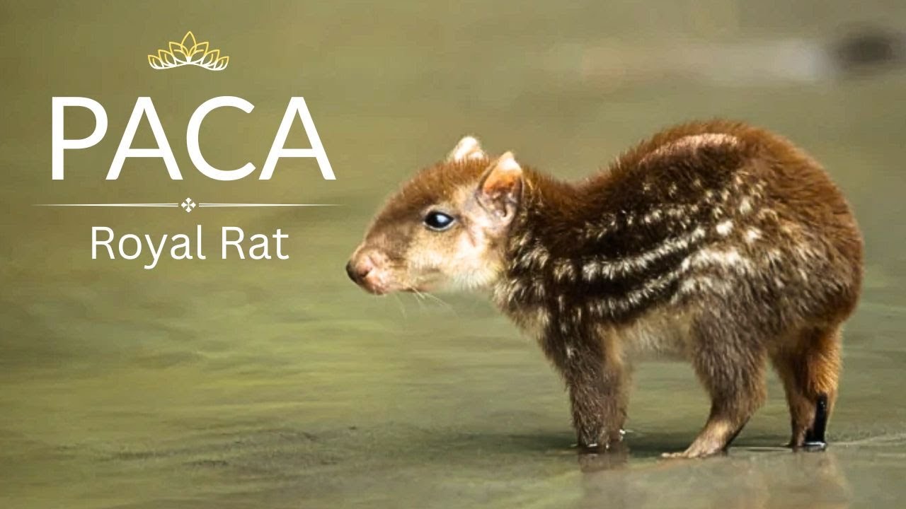 Paca - The Royal Rodent 👑 || Queen Elizabeth's Rat Ke Bareme Jankari ...