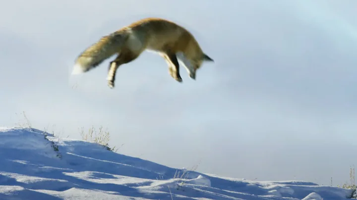 Fox Dives Head First in to Snow | Planet Earth II | BBC Earth - DayDayNews