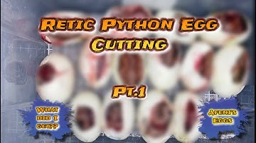 Retic Python Egg Cutting Pt.| “Afeni’s Eggs”🥚🐍