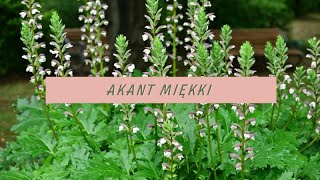 Akant miękki (Acanthus mollis) - Roslina która inspiruje artystów, =Może być w twoim ogrodzie!  🍀 screenshot 3