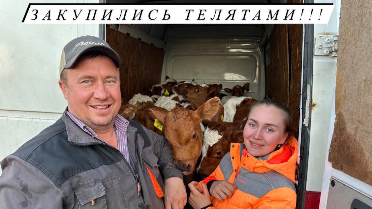 Привезли целый микроавтобус БЫКОВ из Карелии! Развиваем сельское хозяйство!