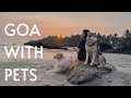 Exploring Goa with dogs | Pet friendly restaurant/Cafe