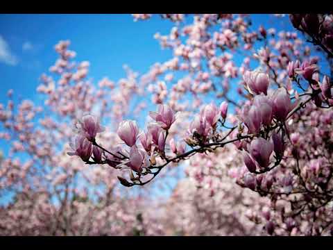 Як Квіти Змінили Світ: Огляд Нової Роботи Девіда Джорджа Хаскелла