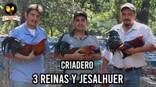 Criadero de Gallos Tres Reynas y JESALHUER en Morelos. (Parte 1)