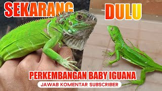 Merawat & Lihat Perkembangan Iguana Green - Jawab Komentar Subscriber