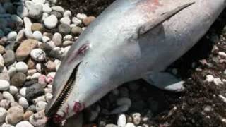 Delfino morto sulla spiaggia a Giovinazzo