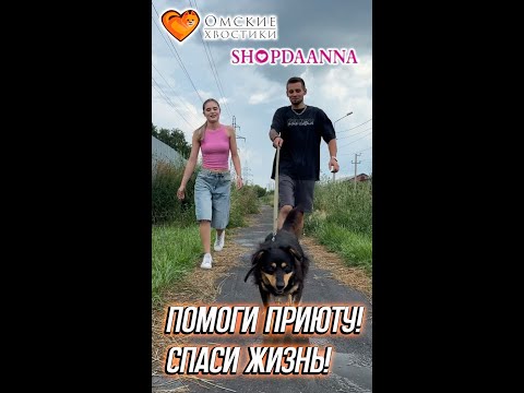 Помоги приюту! Спаси жизнь! | В гостях ребята из команды «ShopDaAnna»