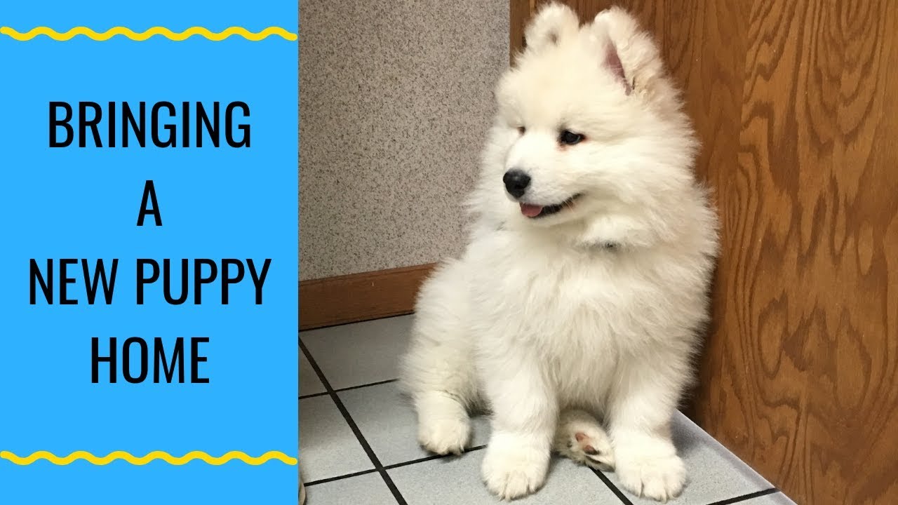 how to train a samoyed to stop barking