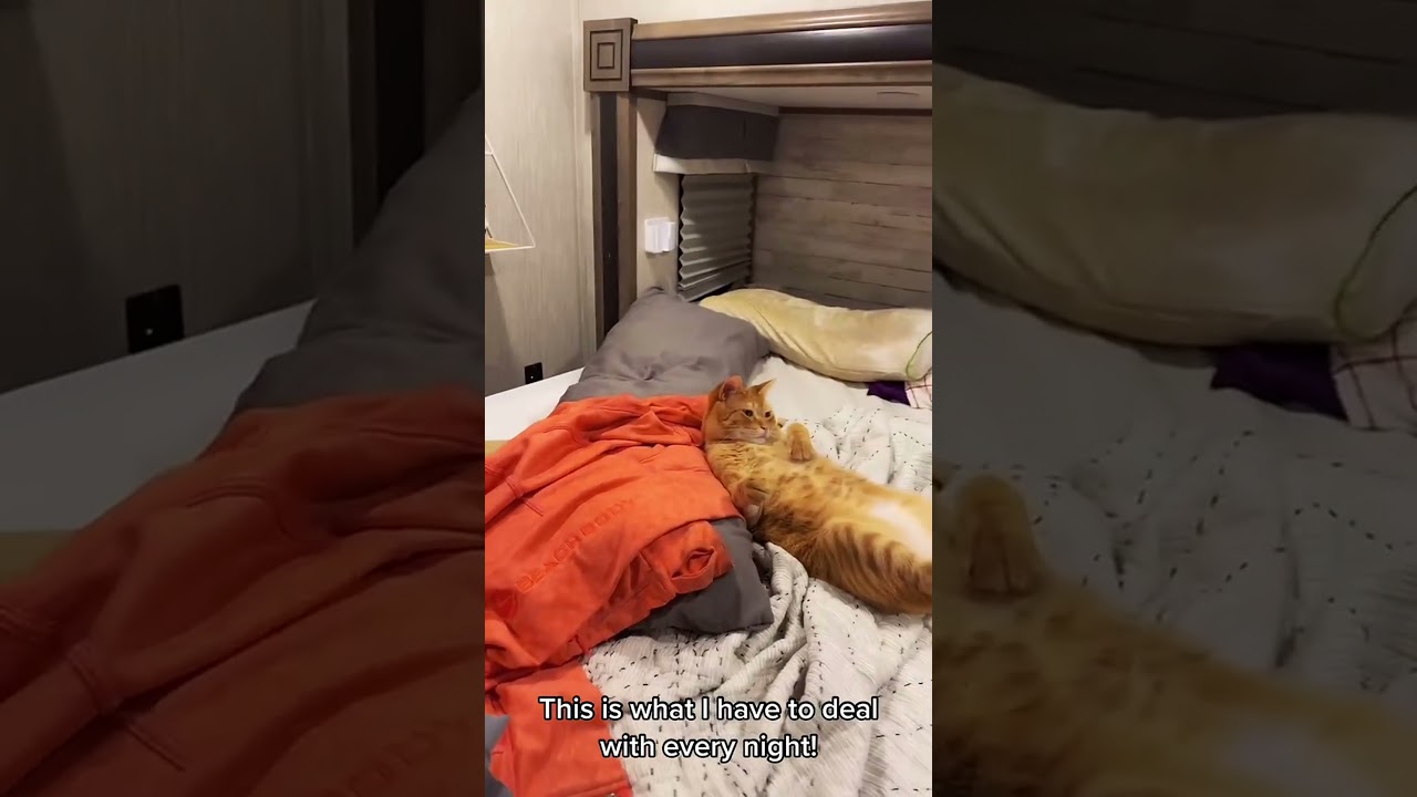 Spoiled and lazy fur babies 