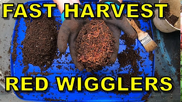 Red Wigglers - Light Harvest Method - When you need Castings FAST