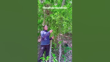 Công dụng tầm gửi cây ưng bất bạc #nhathuocbinhminh #thaoduoc #sứckhoẻ