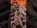 Как выбрать полезную морковь 🥕 #выживальщик #prepper