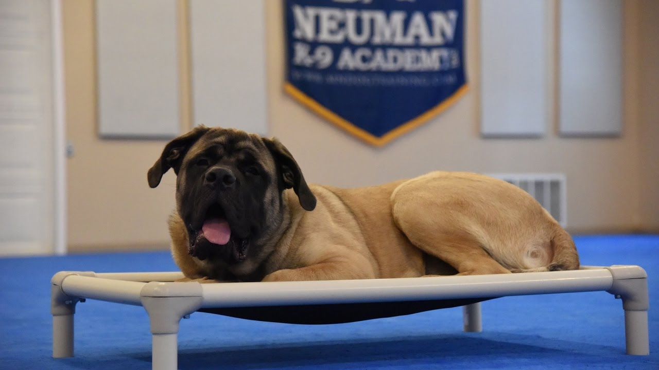 Junior (Mastiff) Boot Camp Dog Training Video YouTube