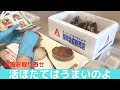 ホタテの殻のはずし方｜活ほたてのお取り寄せグルメ【自宅で食べるおいしいもの】