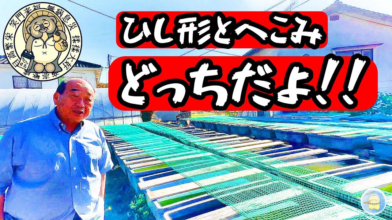 【怒り心頭！】雪舟めだかこと木口さんがメダカ界に切り込みます。【ひよこめだか/メダカ飼育】