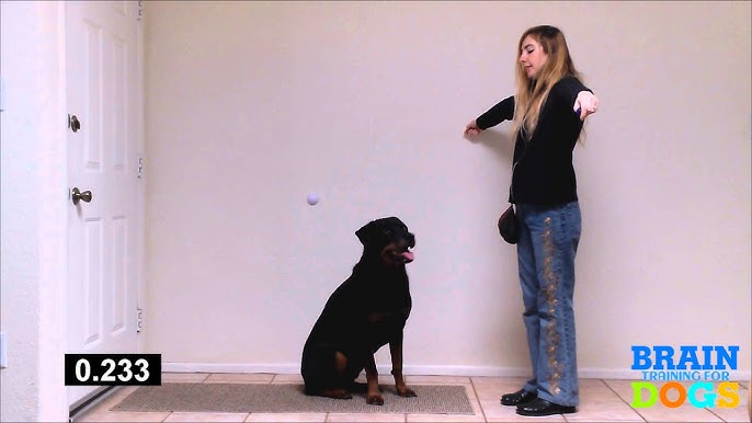 BRAIN TRAINING FOR DOGS ❌✓WARNING!⚠️BRAIN TRAINING FOR DOGS REVIEWS - brain  training for dogs review 