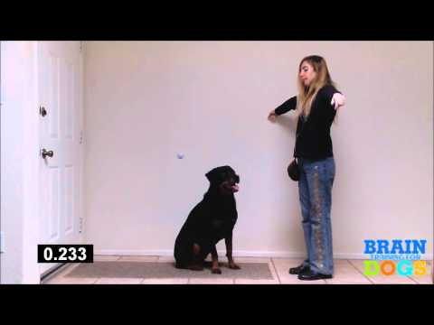 Brain Training for Dogs - The Airplane Game Exam Demonstration