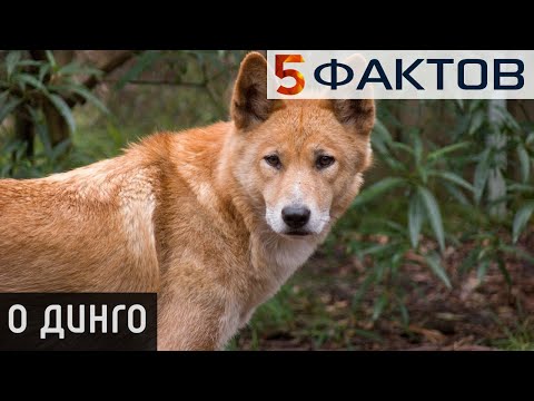 ⭐️ 5 фактов о ДИНГО, которые мы нашли в БИБЛИОТЕКЕ!