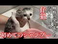 【子猫】蜘蛛の巣が張り汚れた仔猫の初めてのシャンプーしてみた。