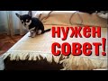 Нужен совет! Чихуахуа Пулька и шотландская кошка Буня.