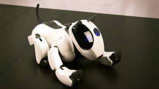 Maya's Sleep Behavior - A Genibo-QD Film