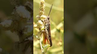 Grasshoppers in Phoenix: What to know ahead of the monsoon