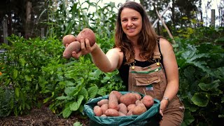 Surprising Results Growing & Harvesting Potatoes in Containers